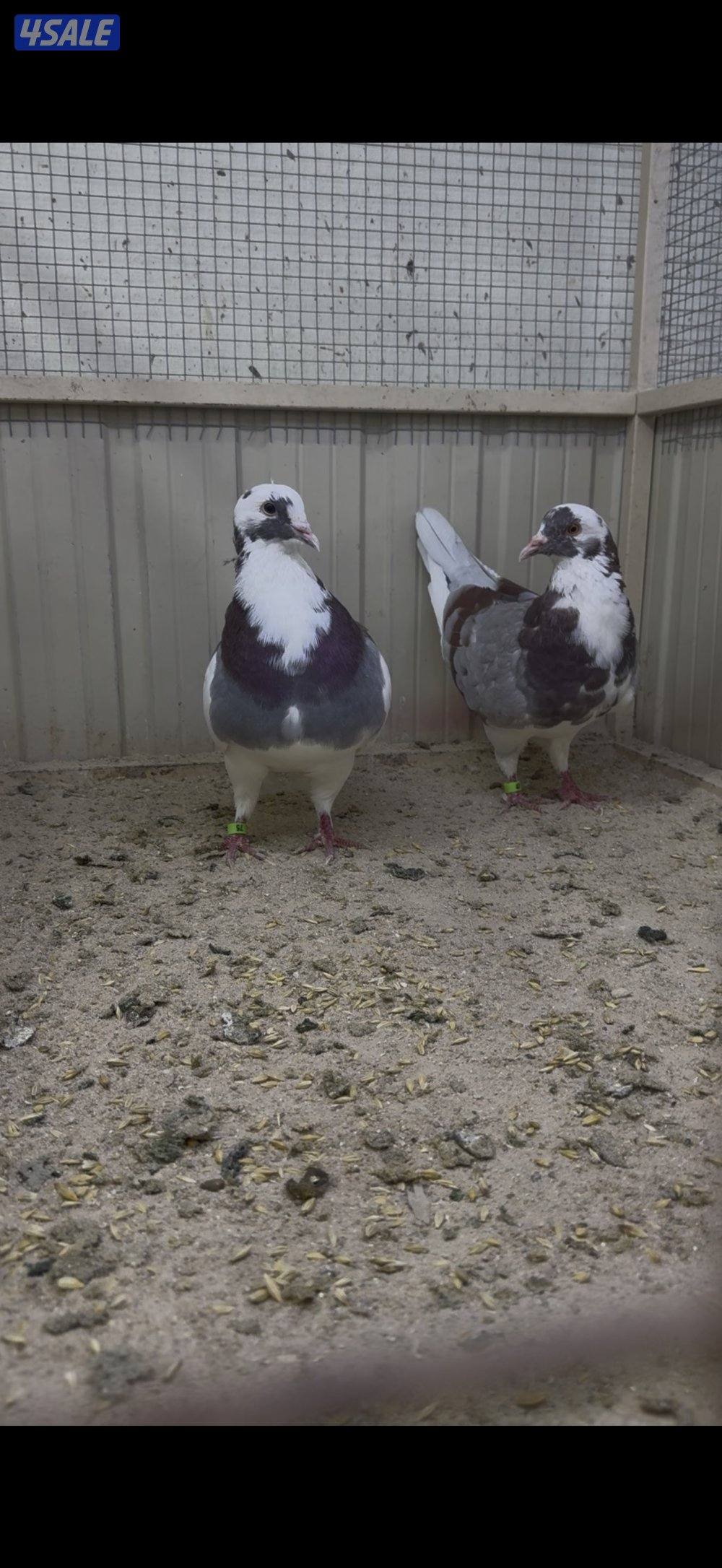 أزواج لاحم الوزان2