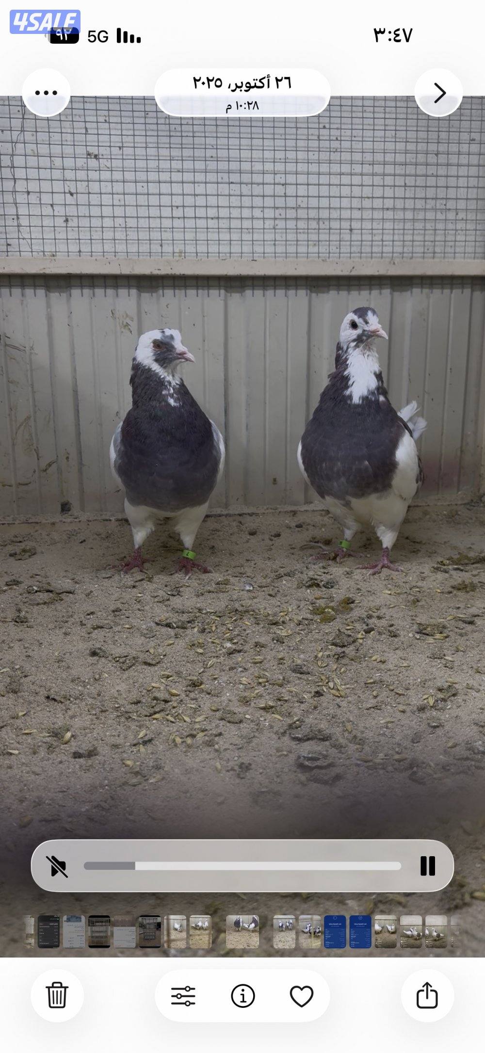 أزواج لاحم الوزان3