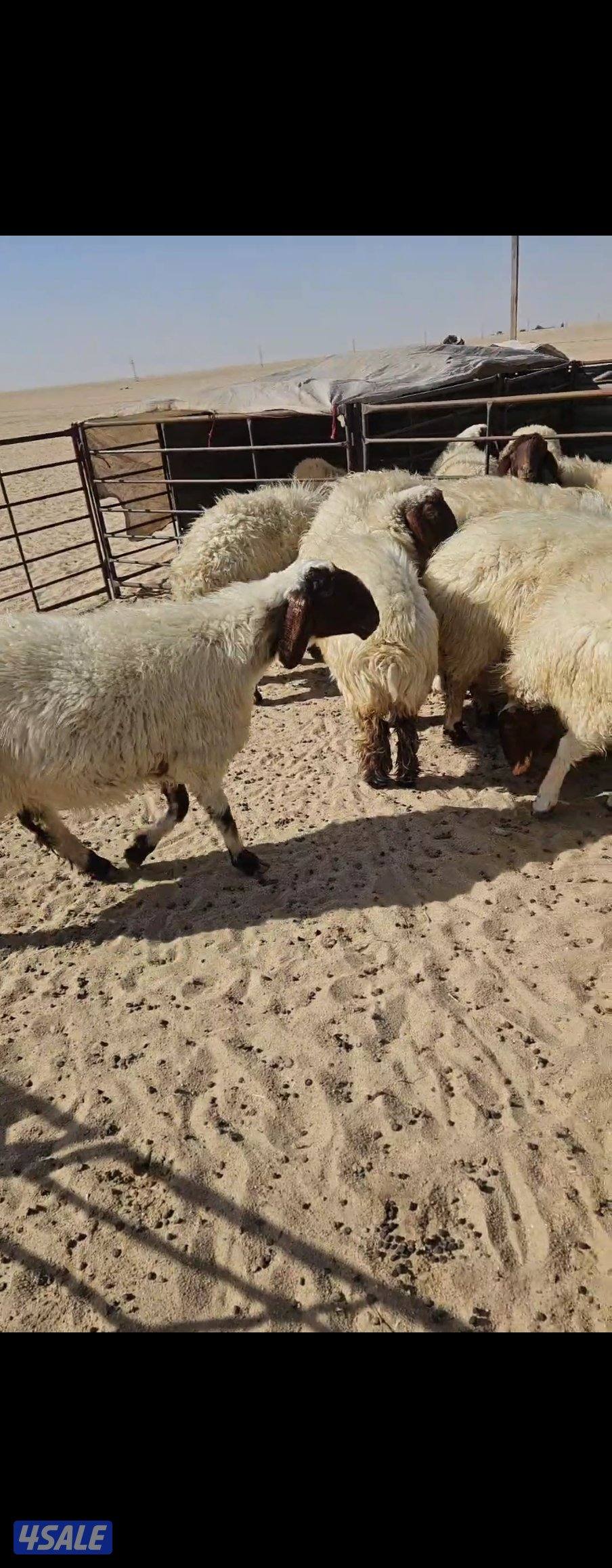 للبيع غنم نعيم مطافيل ودفيع العدد 140