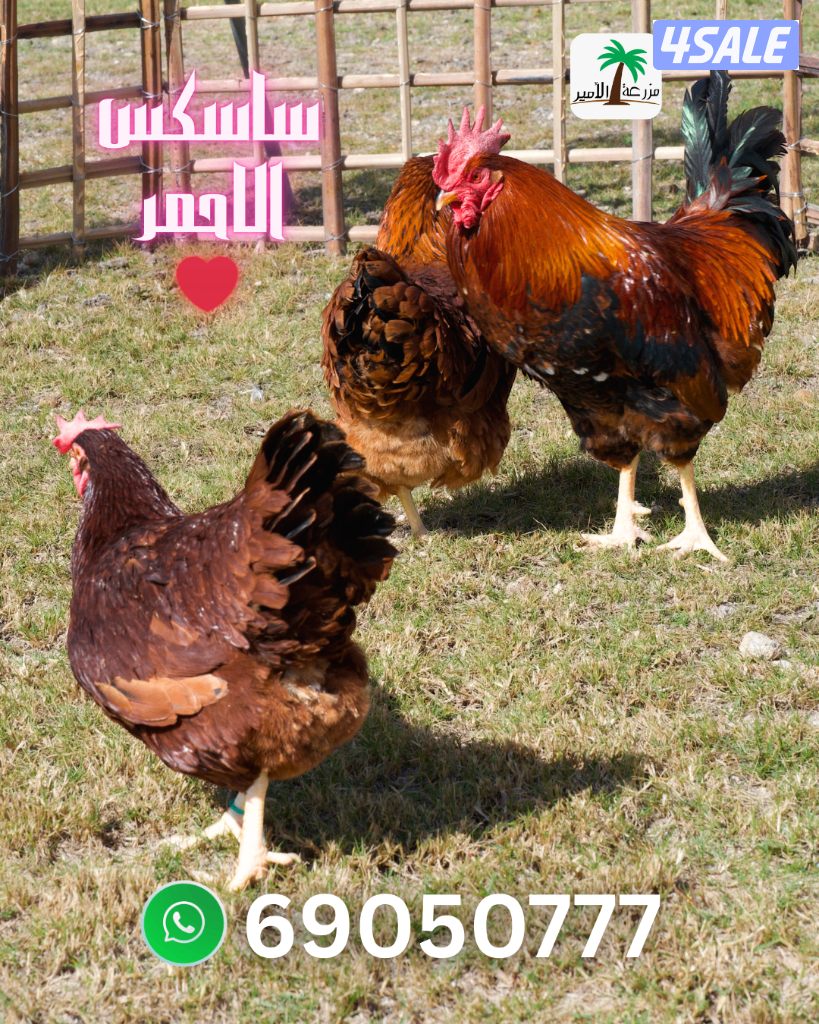 فروخ وبيض ساسكس الاحمر0