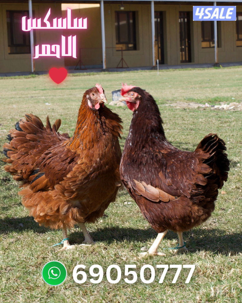 فروخ وبيض ساسكس الاحمر1