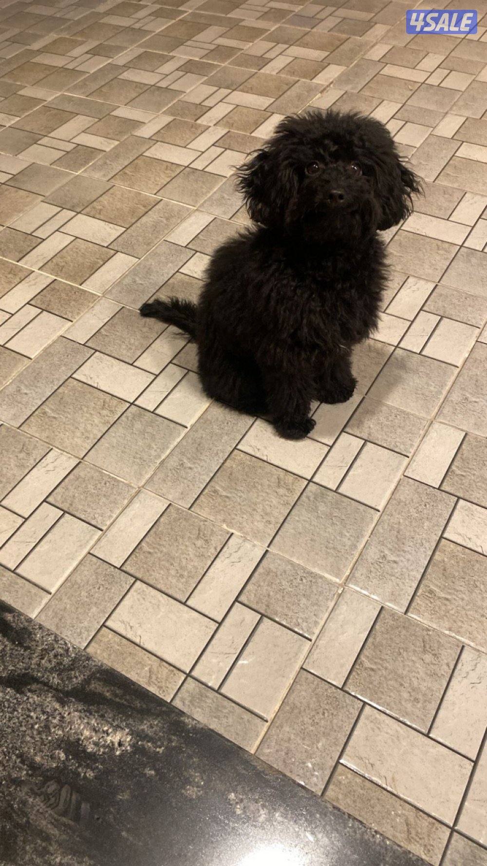 كلب بودل للبيع0