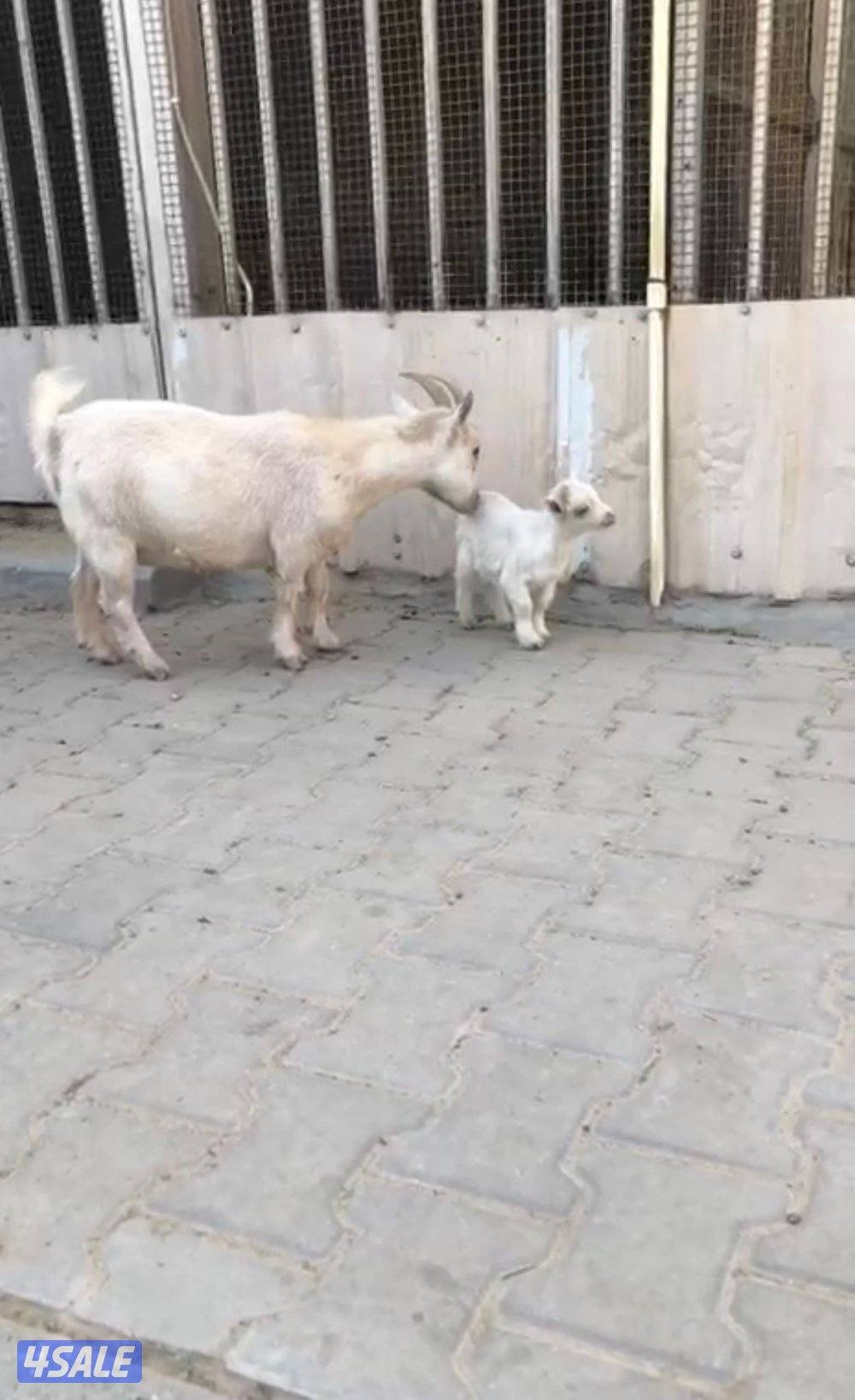 للبيع مكسه جيكيه العمر رباع تحتها جفره العمر شهر0