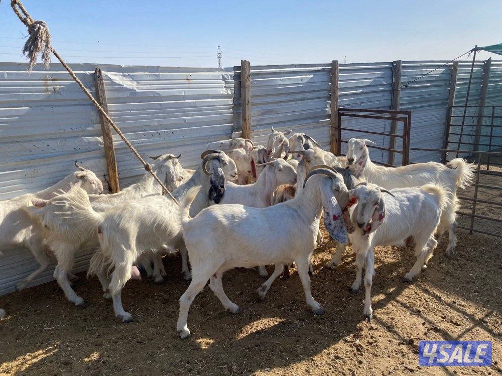 معزا ضرايب للبيع0