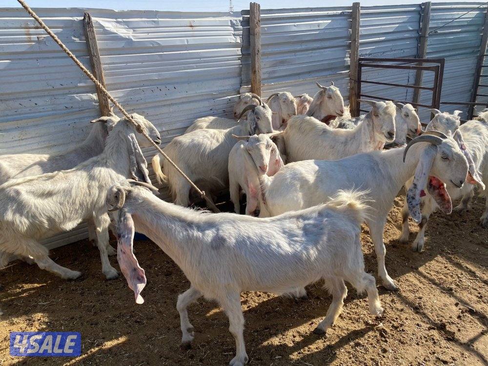 معزا ضرايب للبيع2