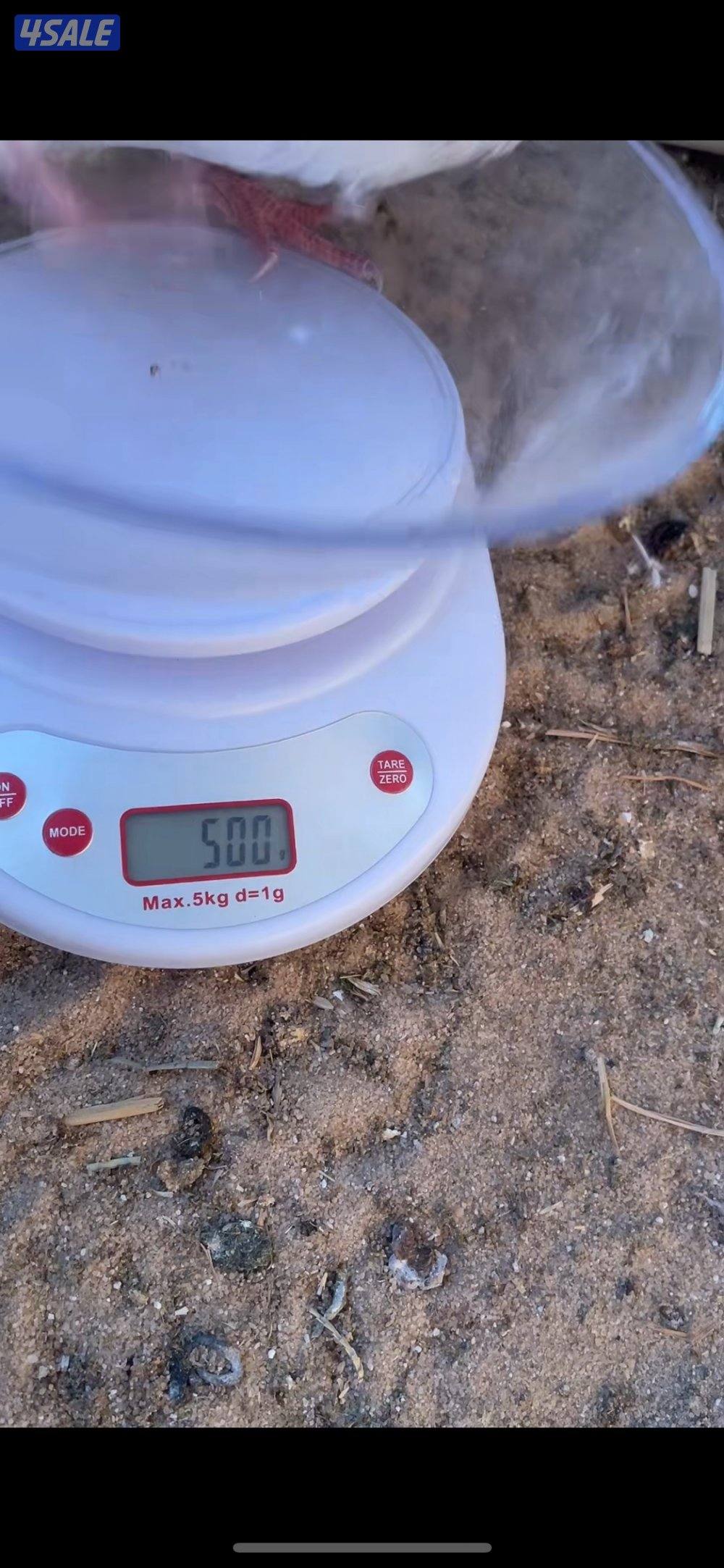 فروخ حمام فرنسي جامبو0