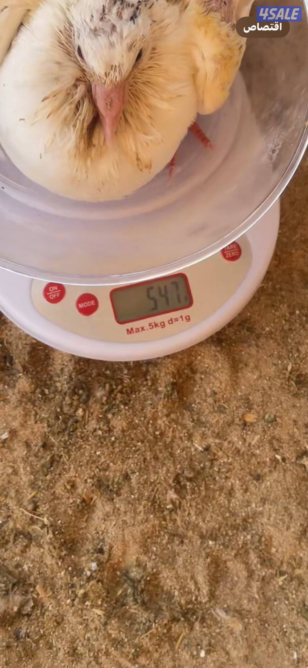 فروخ حمام فرنسي جامبو2