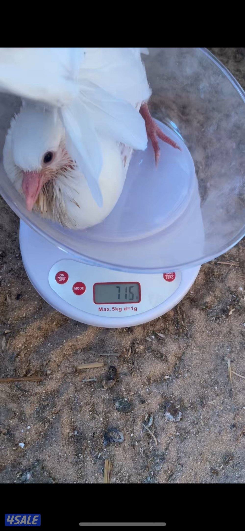 فروخ حمام فرنسي جامبو3