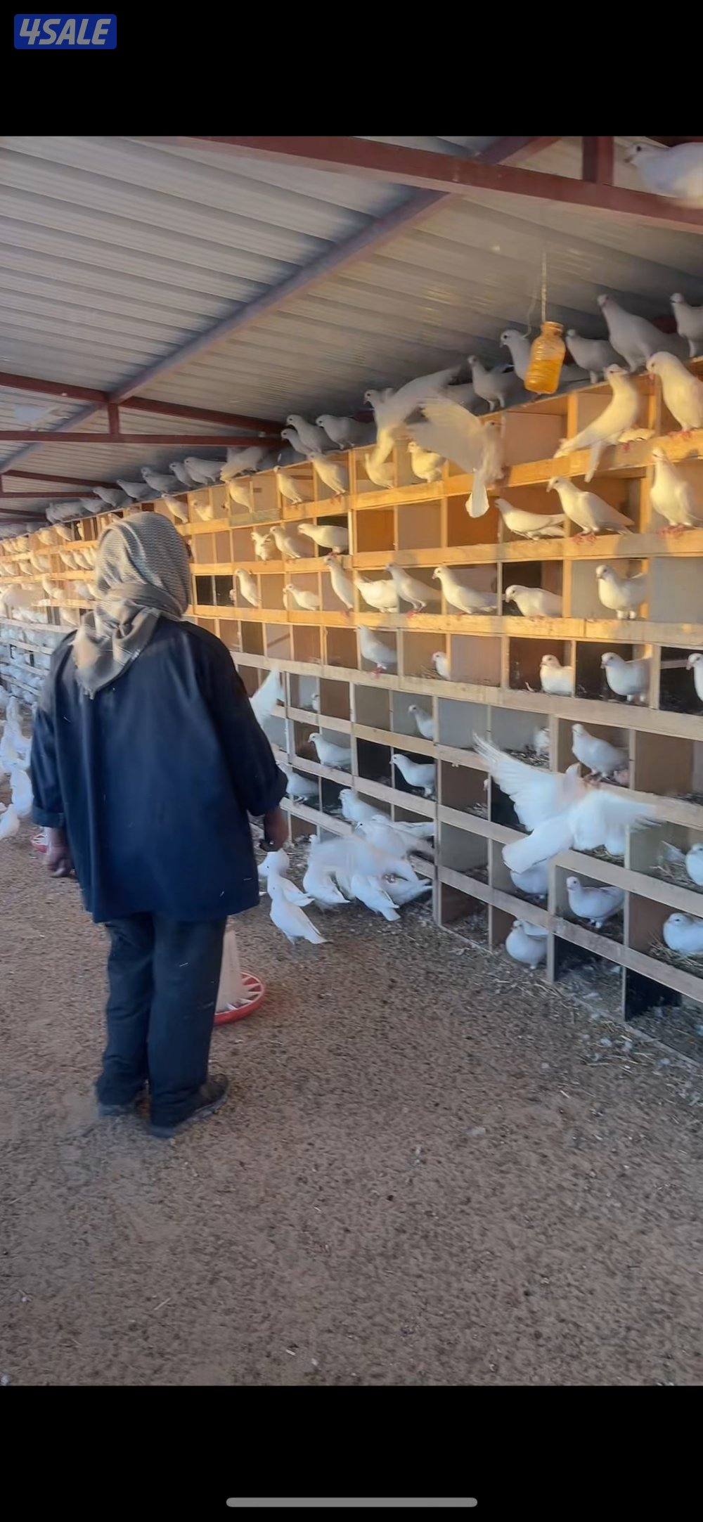 فروخ حمام فرنسي جامبو4