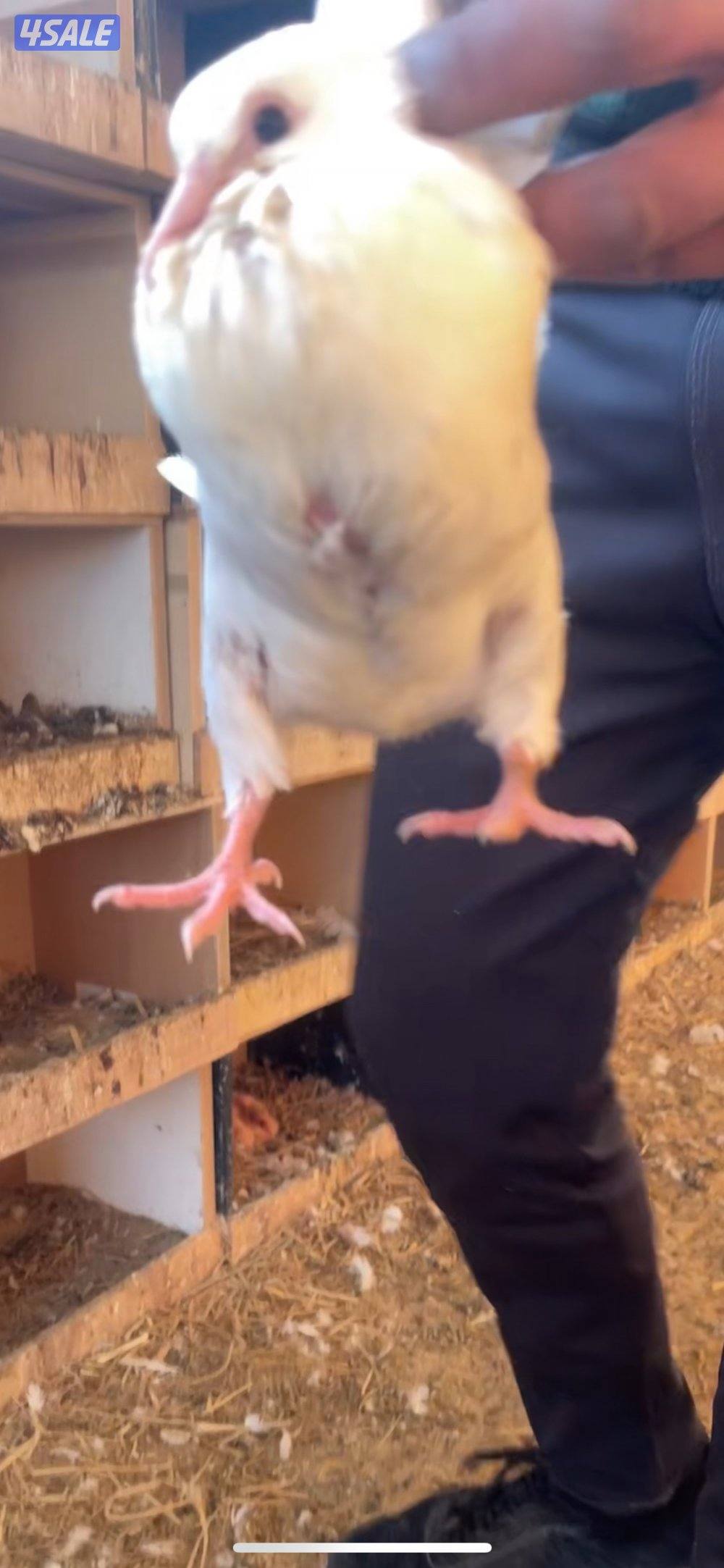 فروخ حمام فرنسي جامبو5