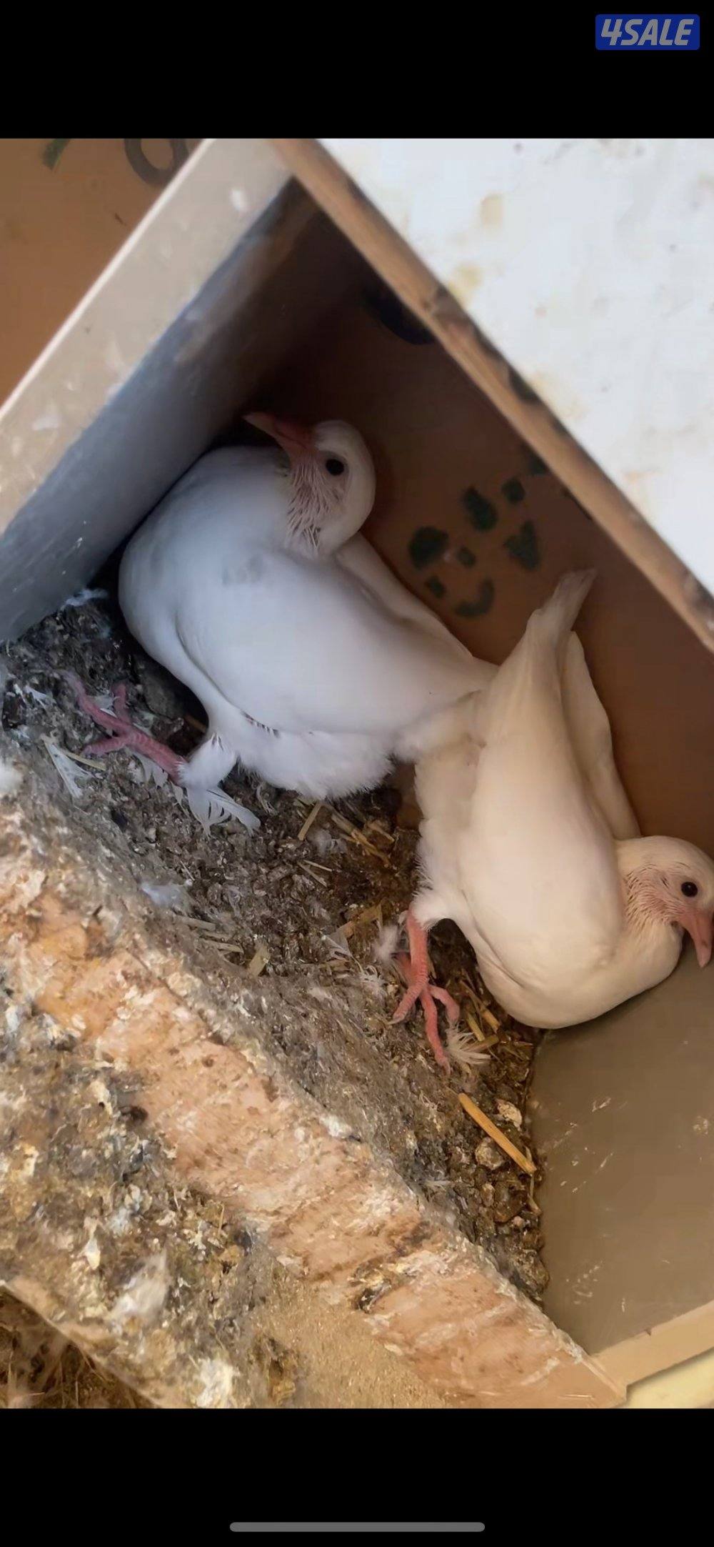 فروخ حمام فرنسي جامبو6