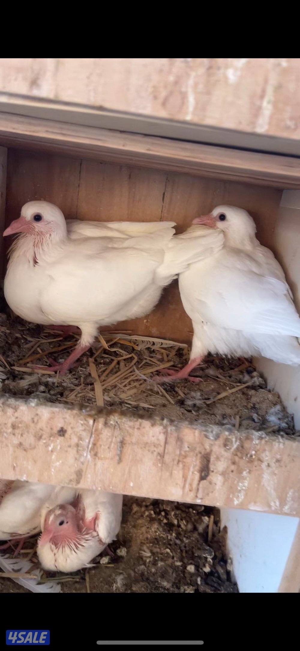 فروخ حمام فرنسي جامبو7