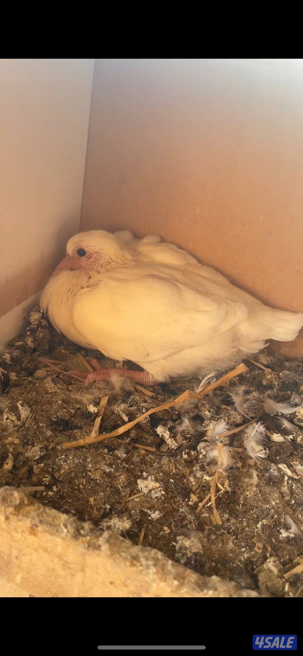 فروخ حمام فرنسي جامبو8