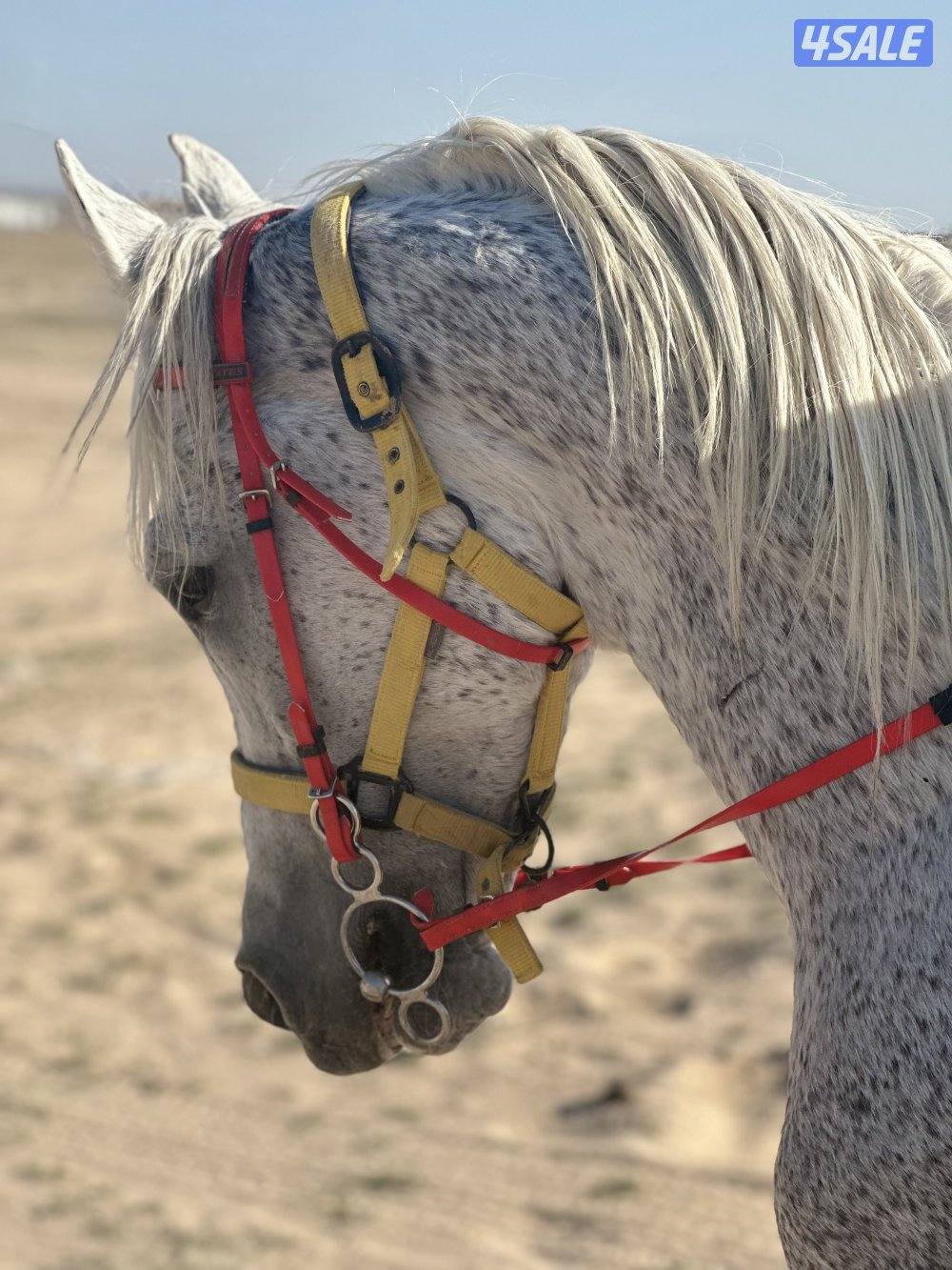 ‏للبيع حصان خيانة0