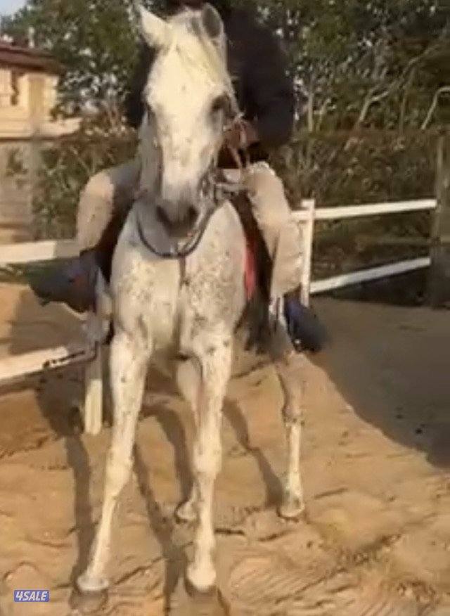 ‏للبيع حصان خيانة1