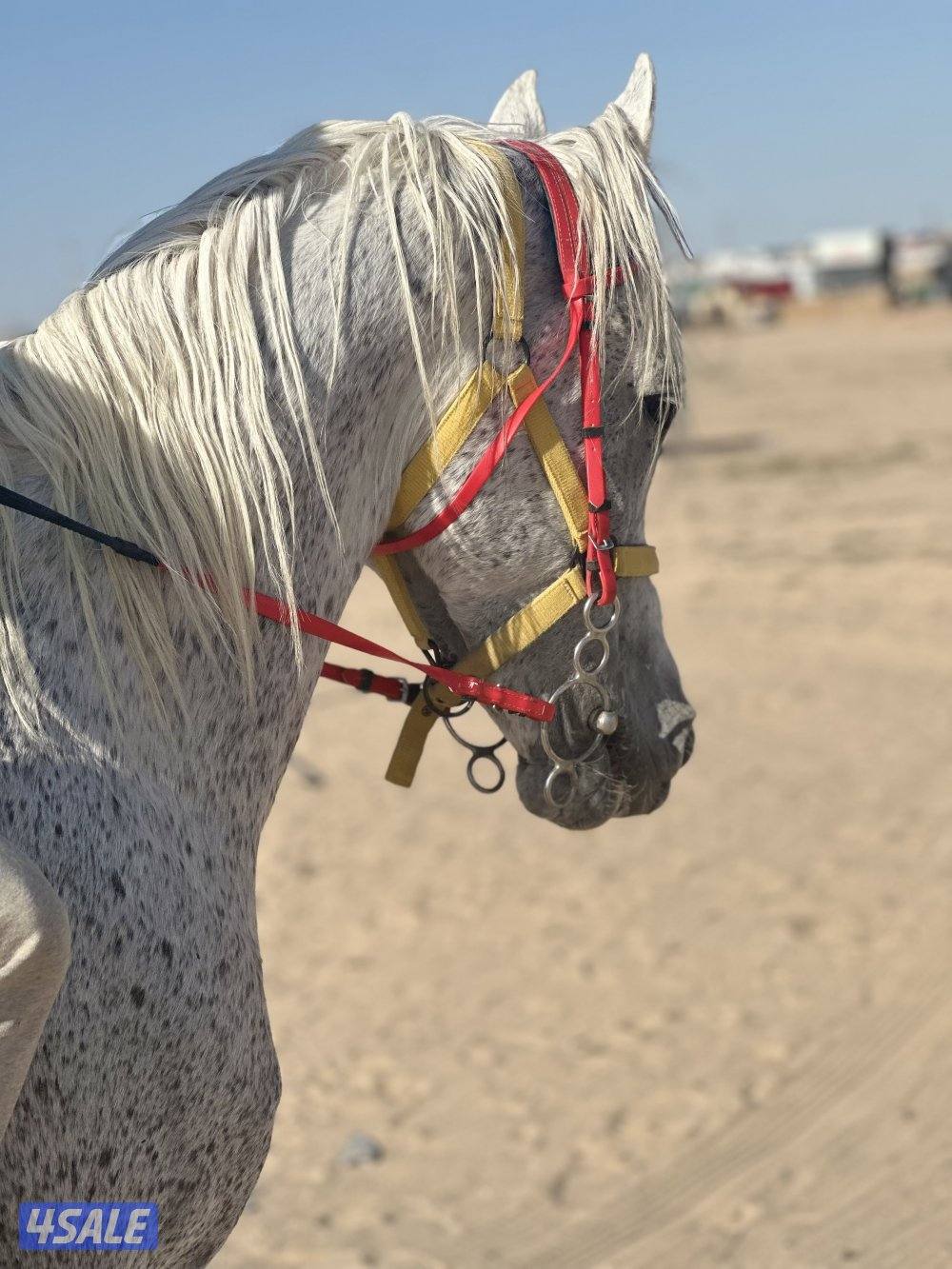 ‏للبيع حصان خيانة2