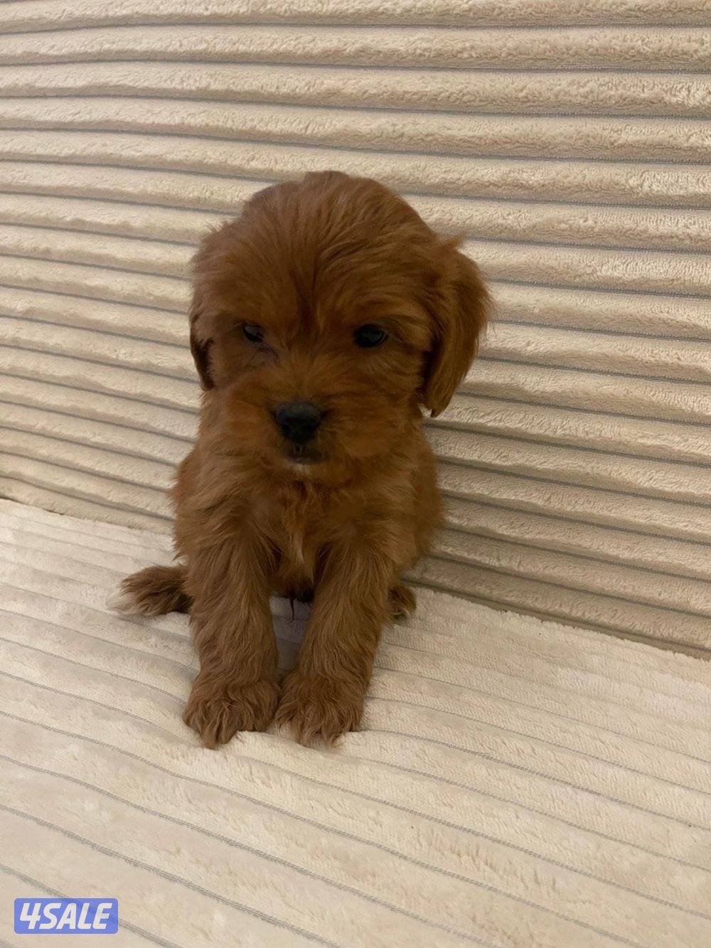 جراوه بودل0