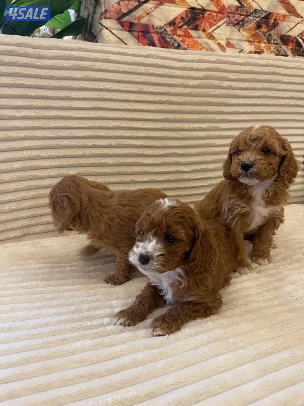 جراوه بودل1