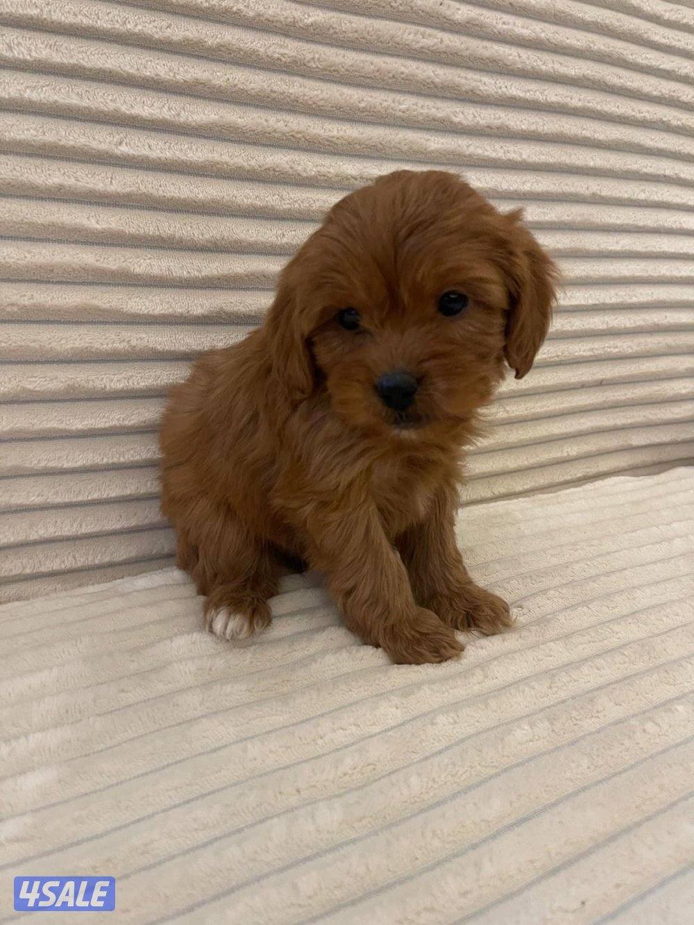 جراوه بودل2