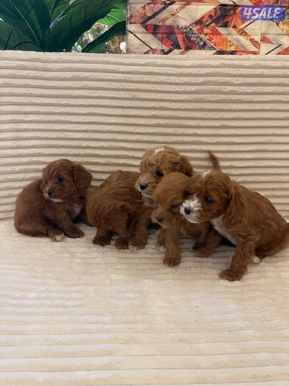 جراوه بودل3