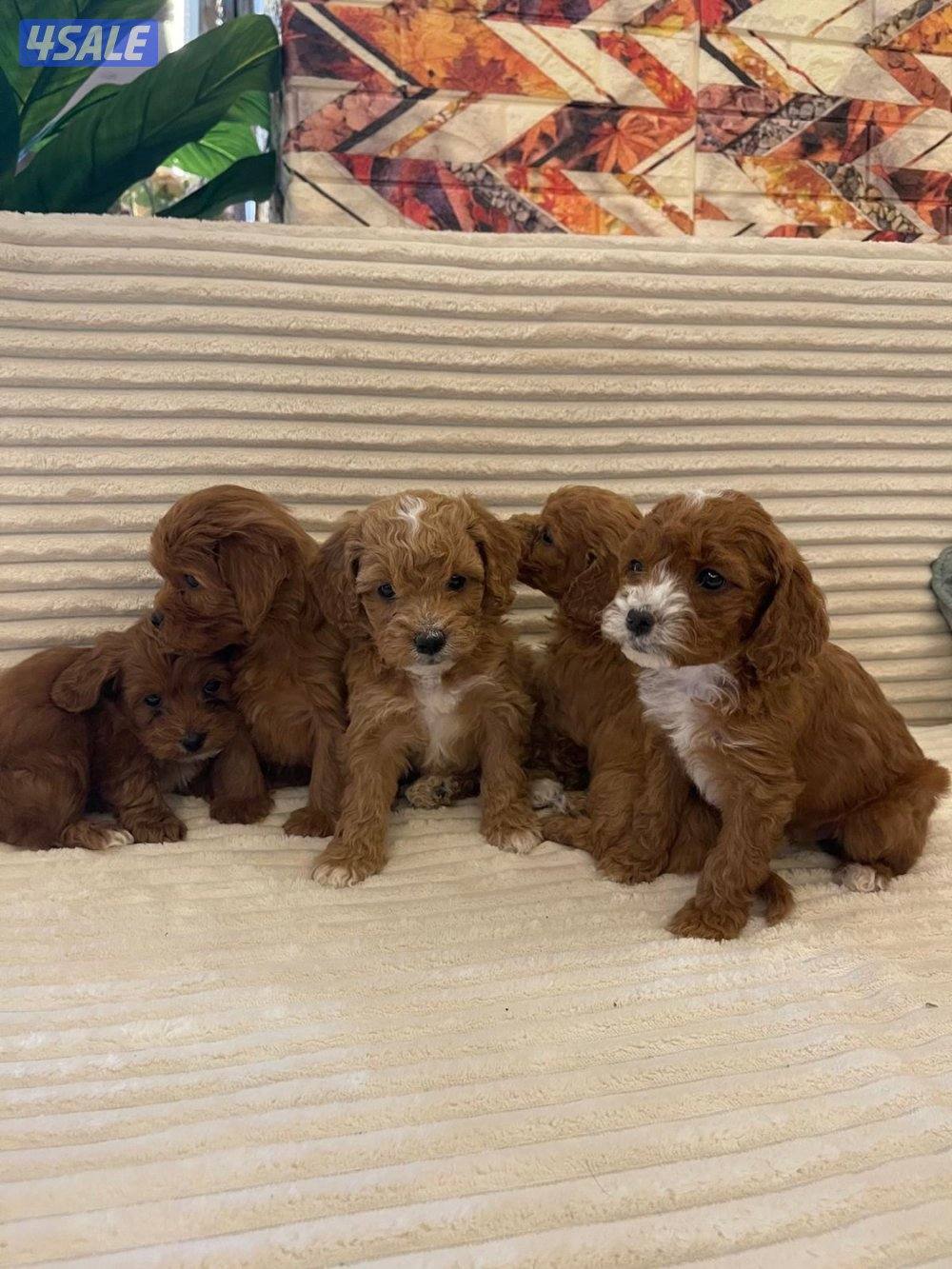 جراوه بودل4