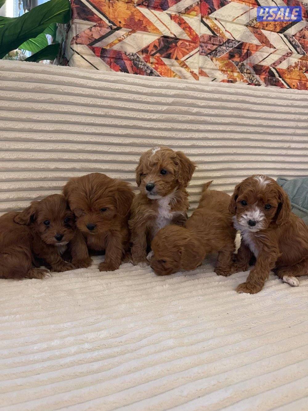 جراوه بودل5