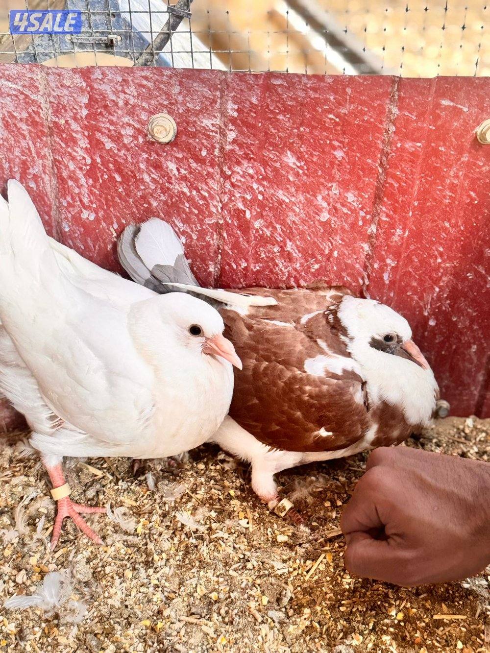 للبيع حمام لاحم الوزان جامبو0