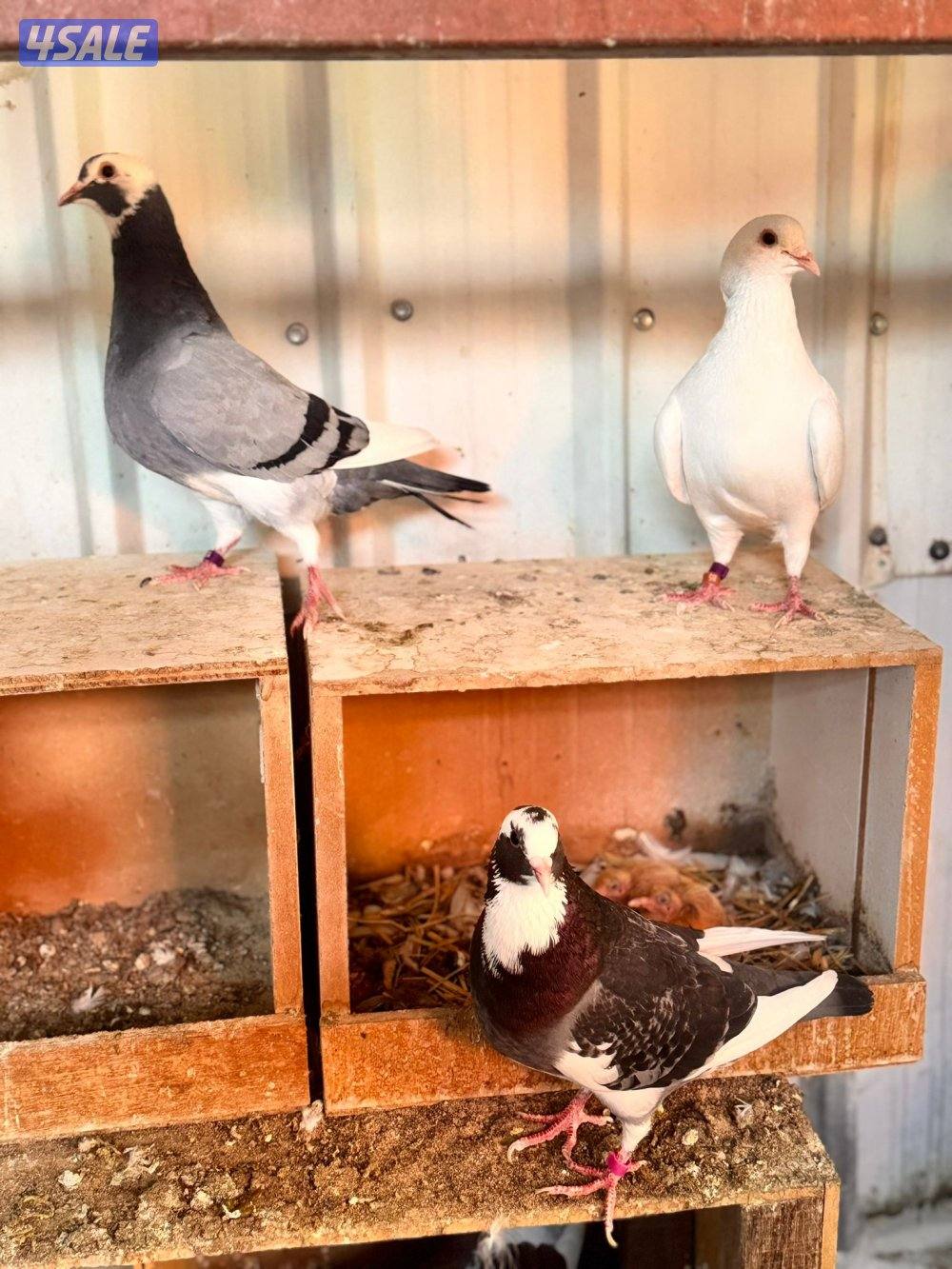 للبيع حمام لاحم الوزان جامبو1