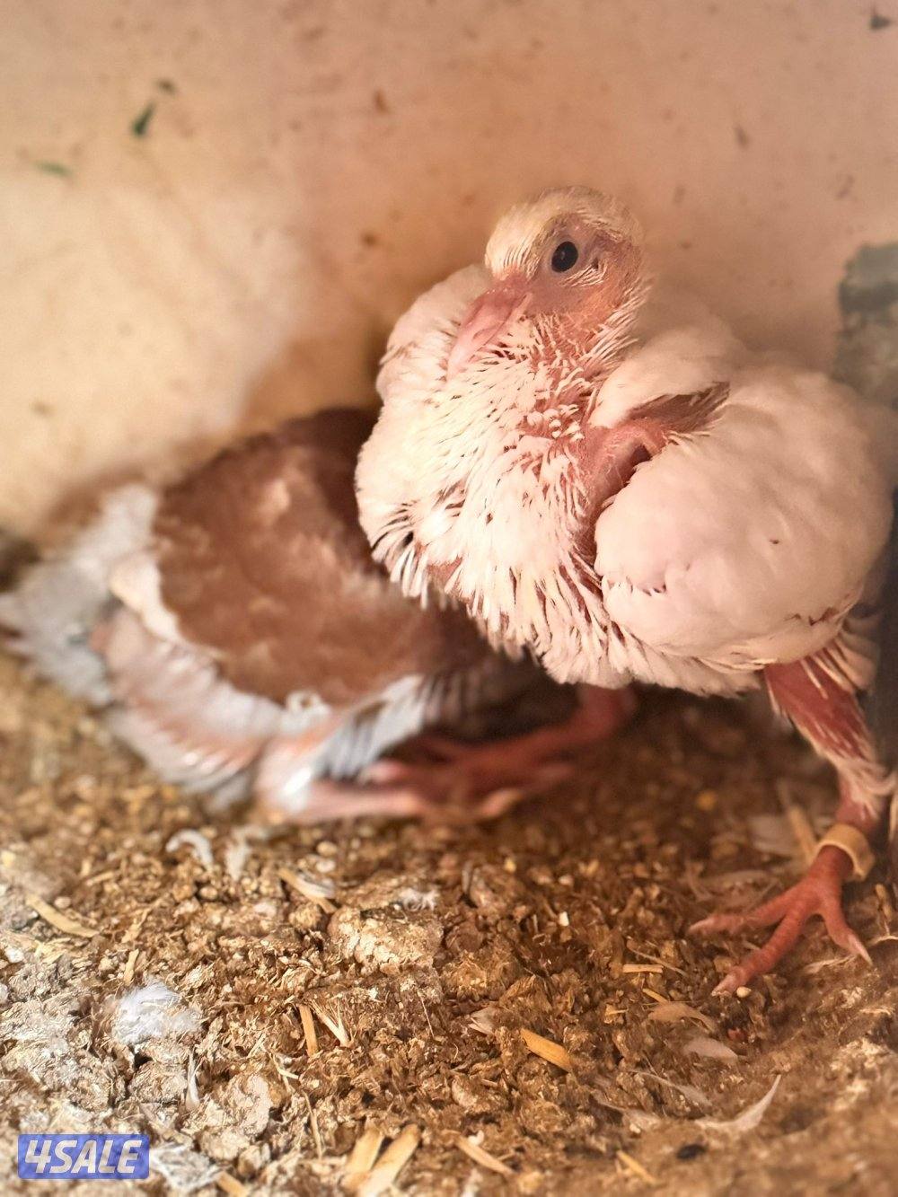 للبيع حمام لاحم الوزان جامبو2