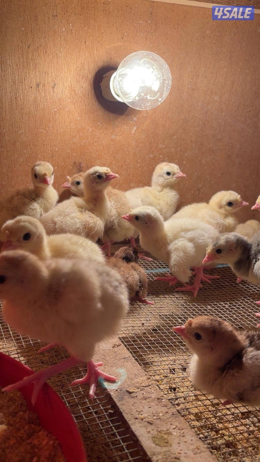 للبيع فروخ رومي العمر اسبوع الكميه محدوده0