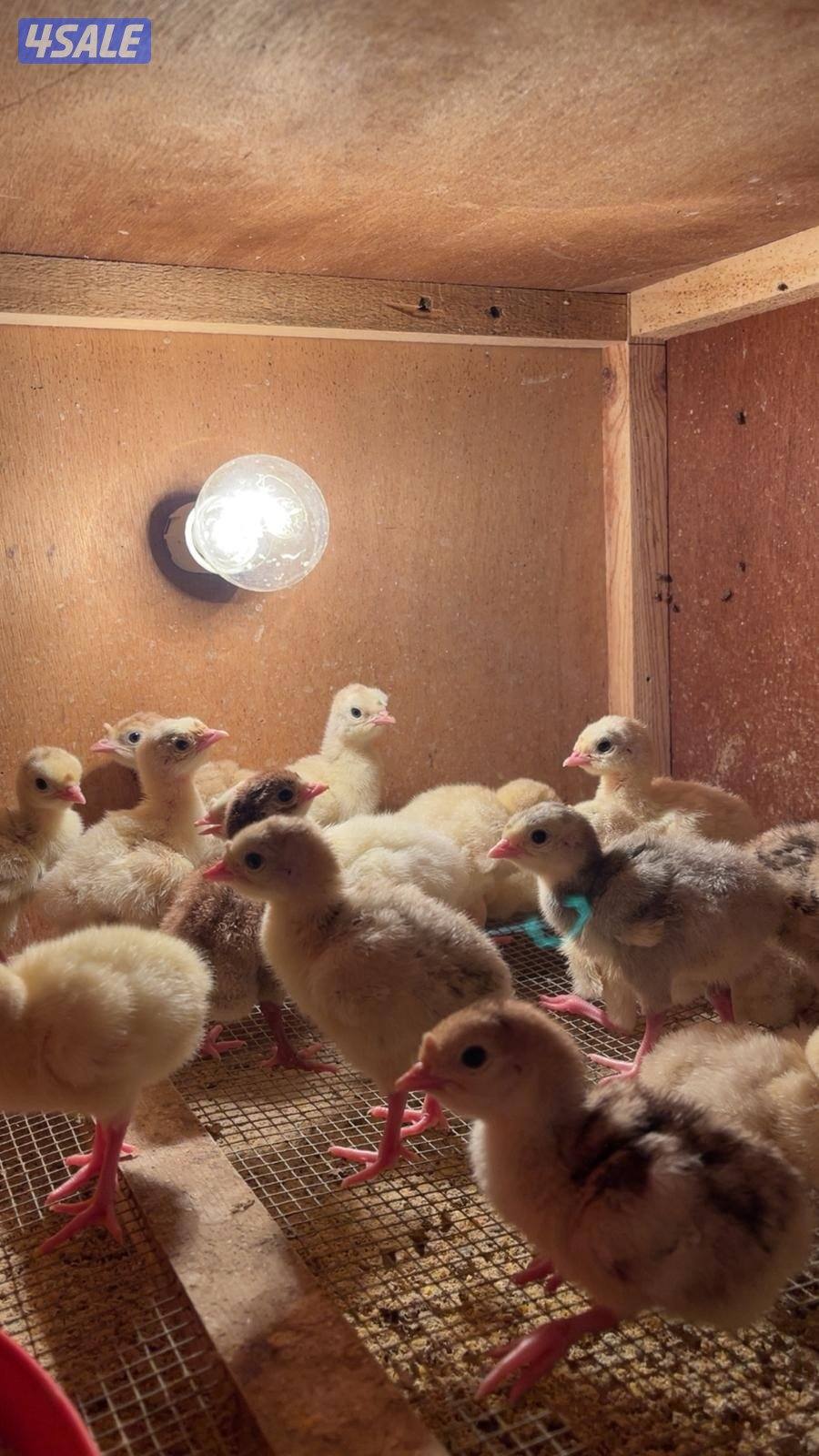 للبيع فروخ رومي العمر اسبوع الكميه محدوده1