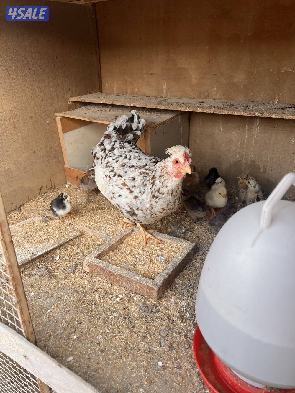 للبيع دجاج عربي مع فروخه وديوك سمينه0