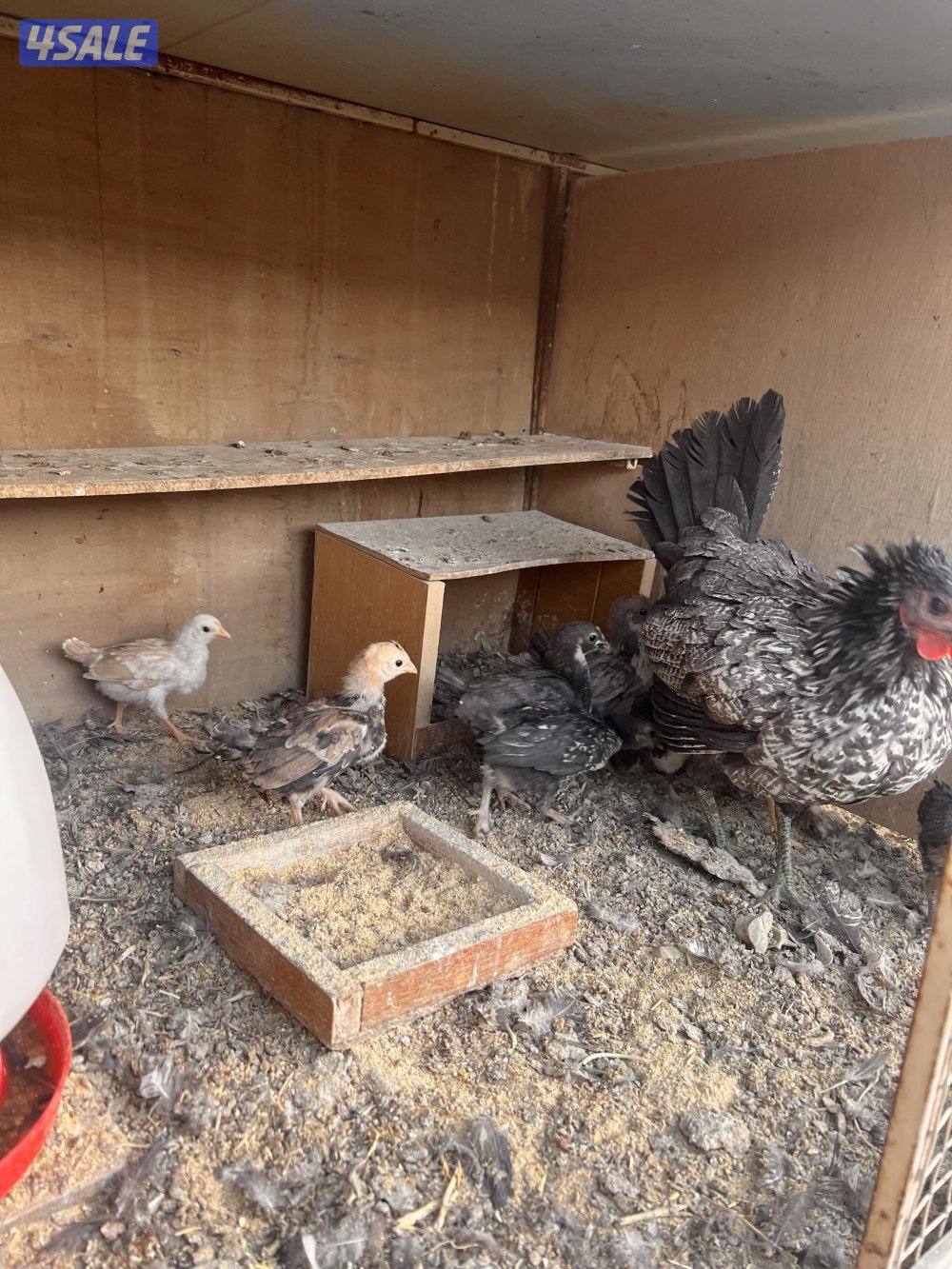 للبيع دجاج عربي مع فروخه وديوك سمينه1