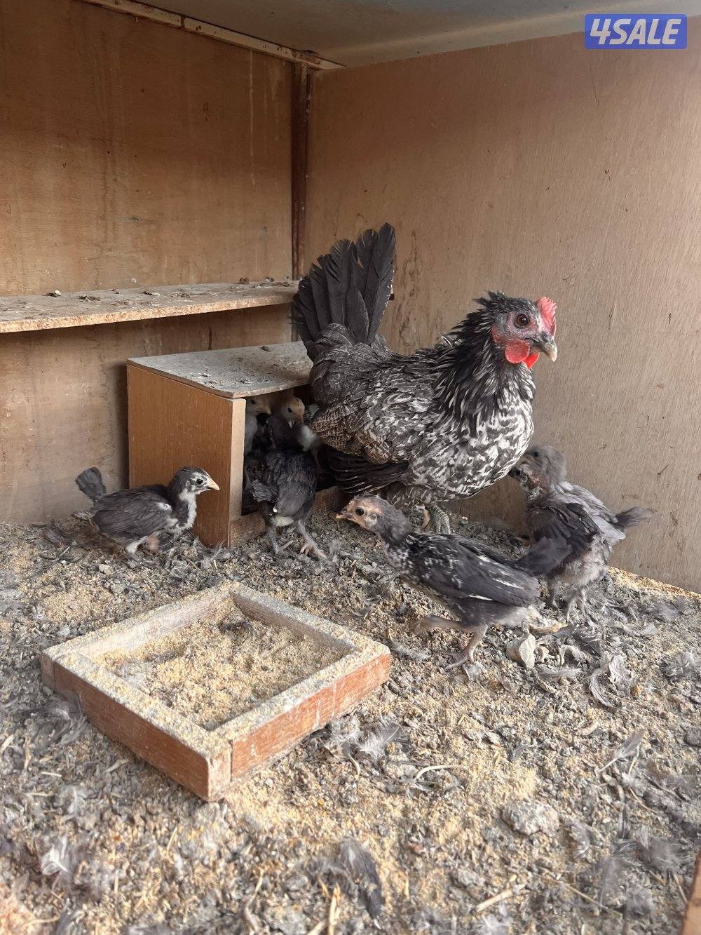 للبيع دجاج عربي مع فروخه وديوك سمينه2