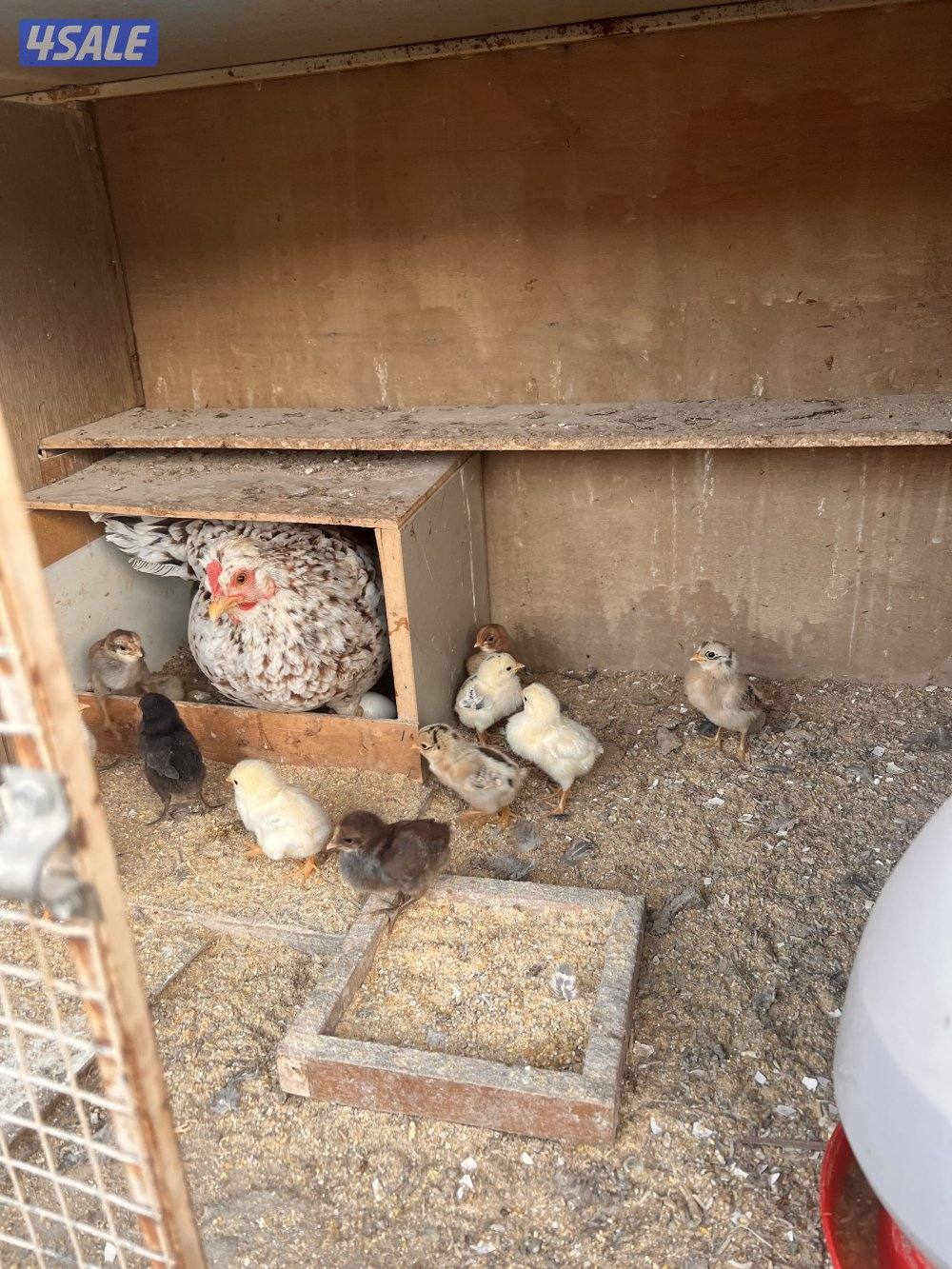 للبيع دجاج عربي مع فروخه وديوك سمينه3