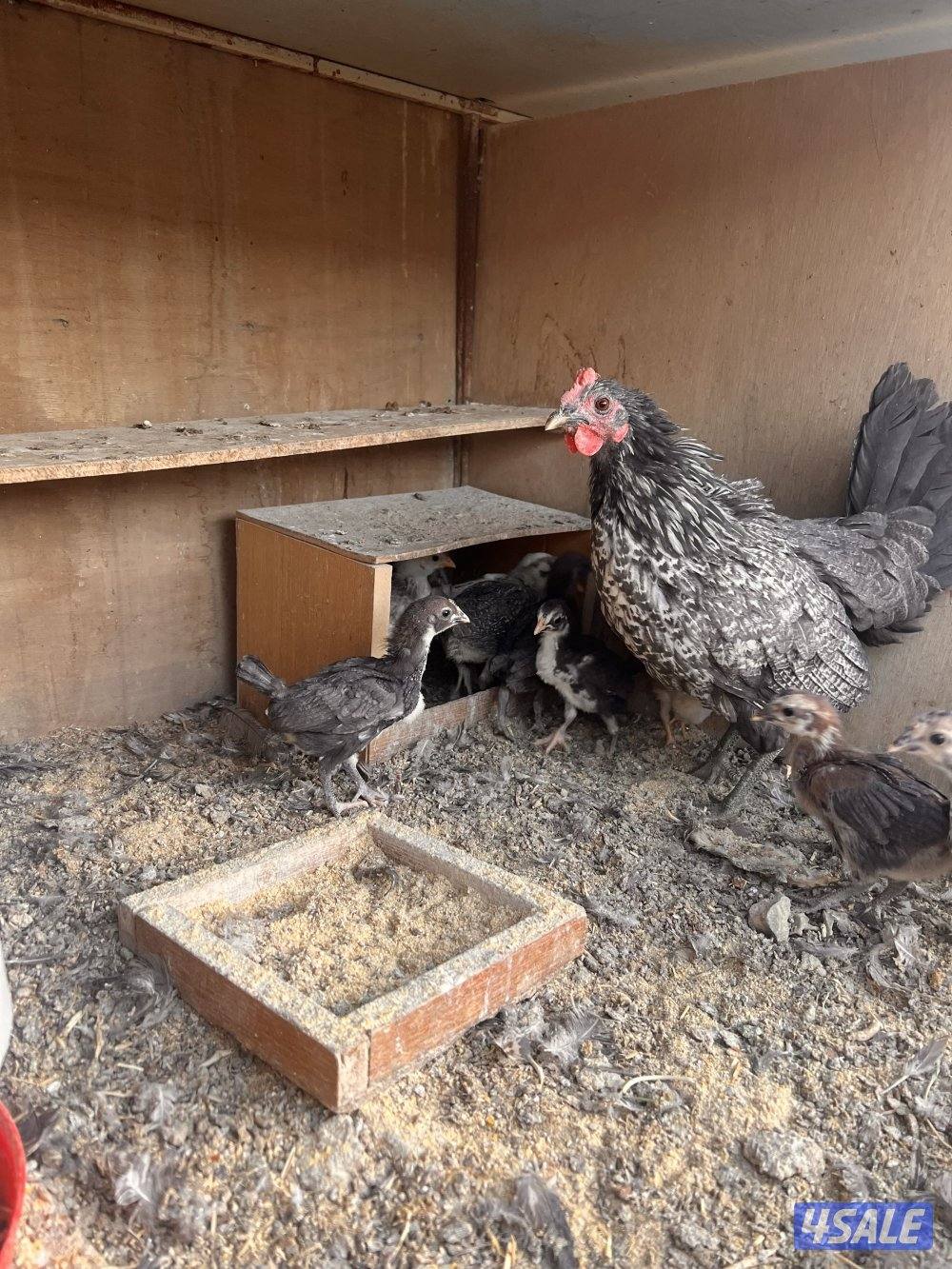 للبيع دجاج عربي مع فروخه وديوك سمينه4