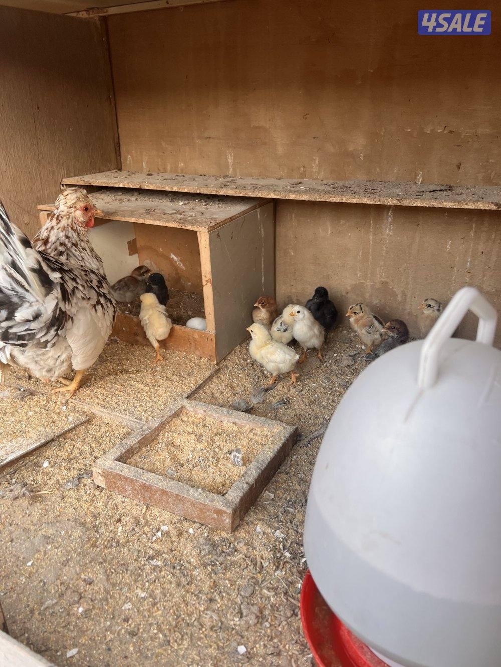 للبيع دجاج عربي مع فروخه وديوك سمينه5