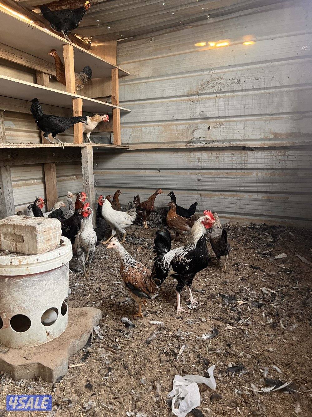 للبيع دجاج عربي مع فروخه وديوك سمينه6