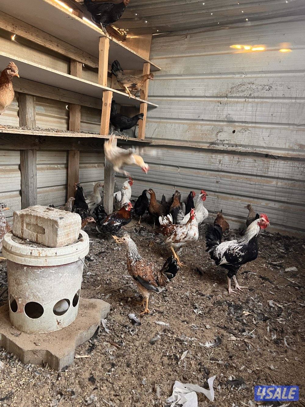 للبيع دجاج عربي مع فروخه وديوك سمينه7