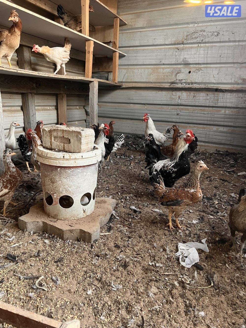 للبيع دجاج عربي مع فروخه وديوك سمينه8