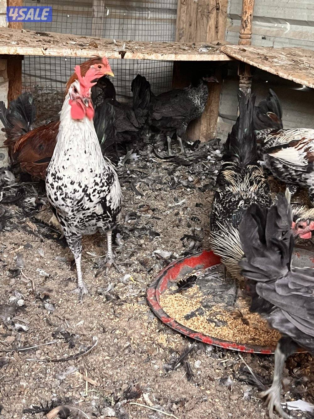 للبيع دجاج عربي مع فروخه وديوك سمينه9