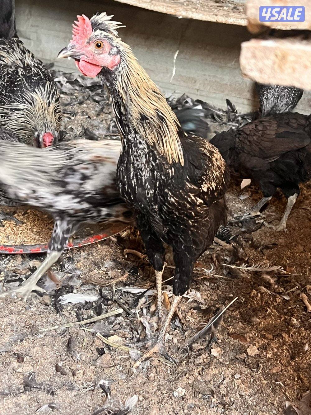 للبيع دجاج عربي مع فروخه وديوك سمينه10