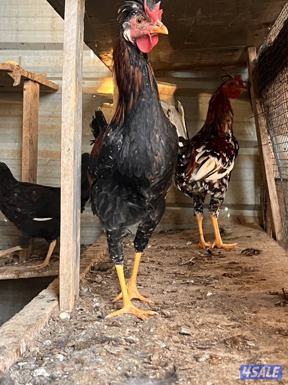 للبيع دجاج عربي مع فروخه وديوك سمينه11