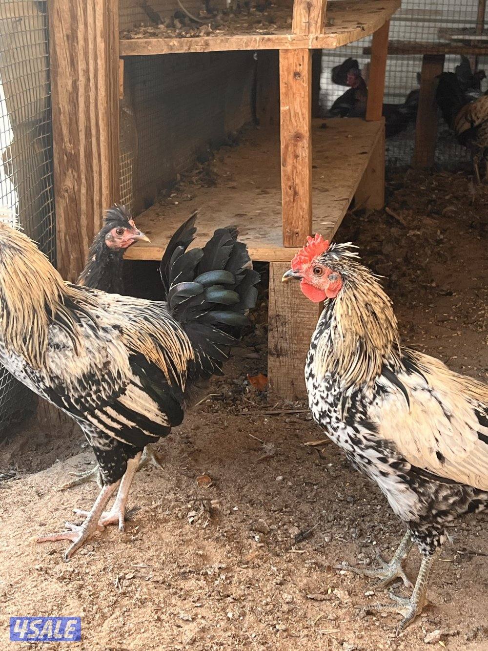 للبيع دجاج عربي مع فروخه وديوك سمينه12