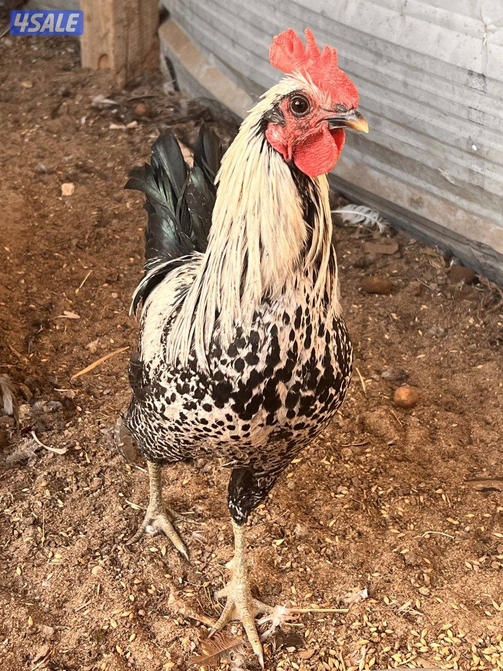 للبيع دجاج عربي مع فروخه وديوك سمينه13