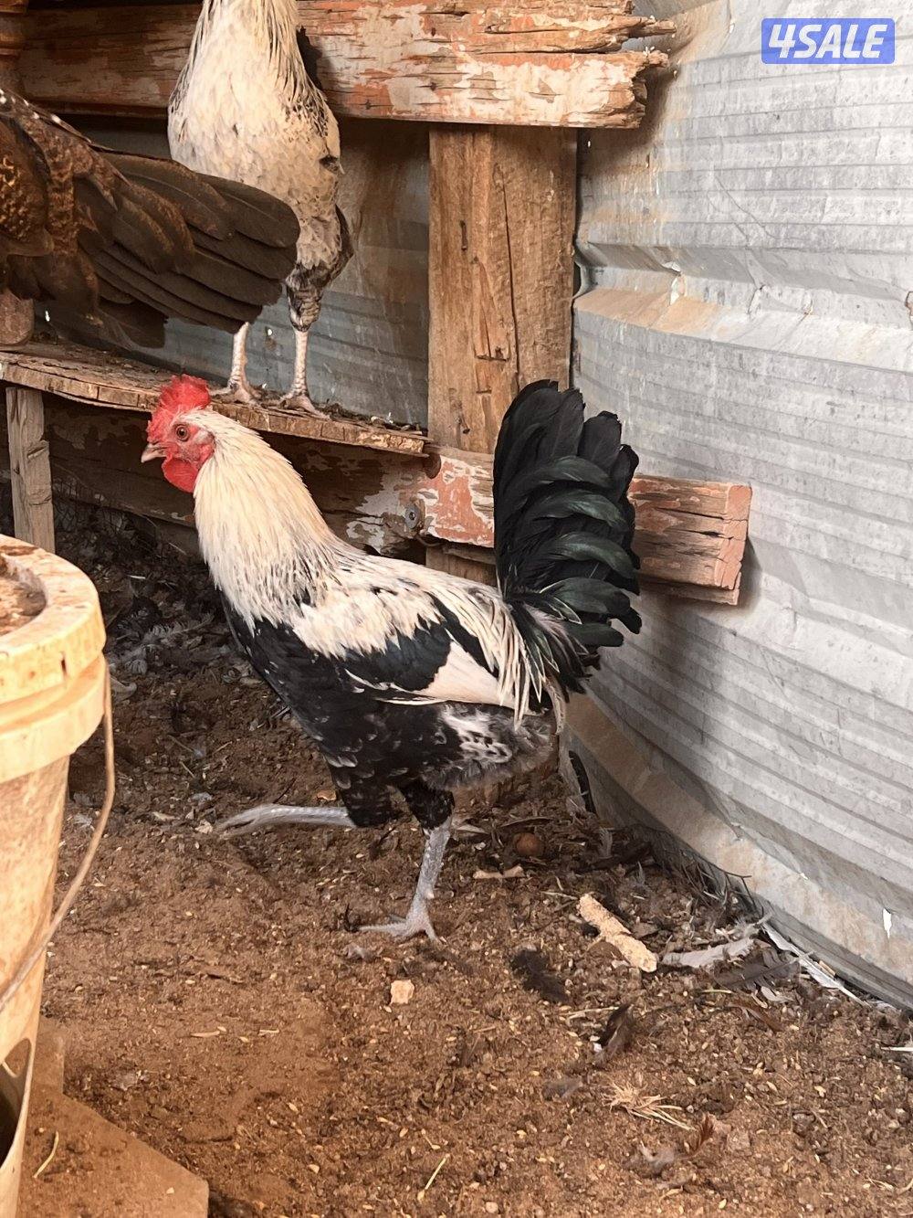 للبيع دجاج عربي مع فروخه وديوك سمينه14