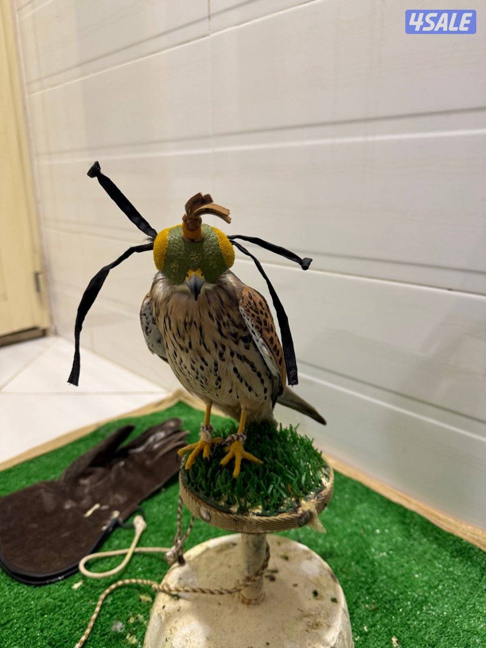 الطير صحة جيدة0