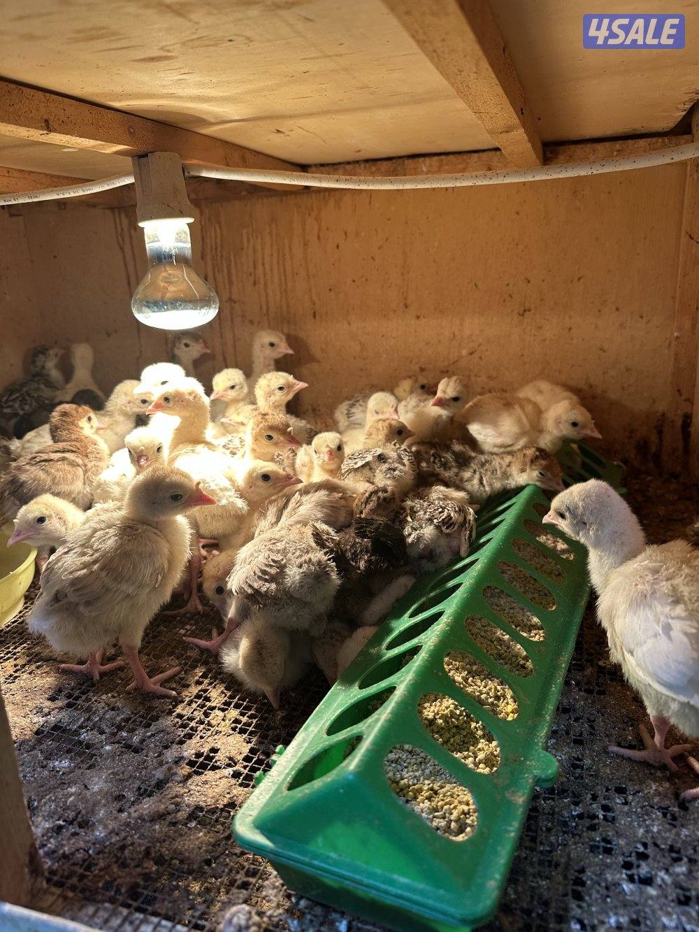 للبيع فروخ رومي0