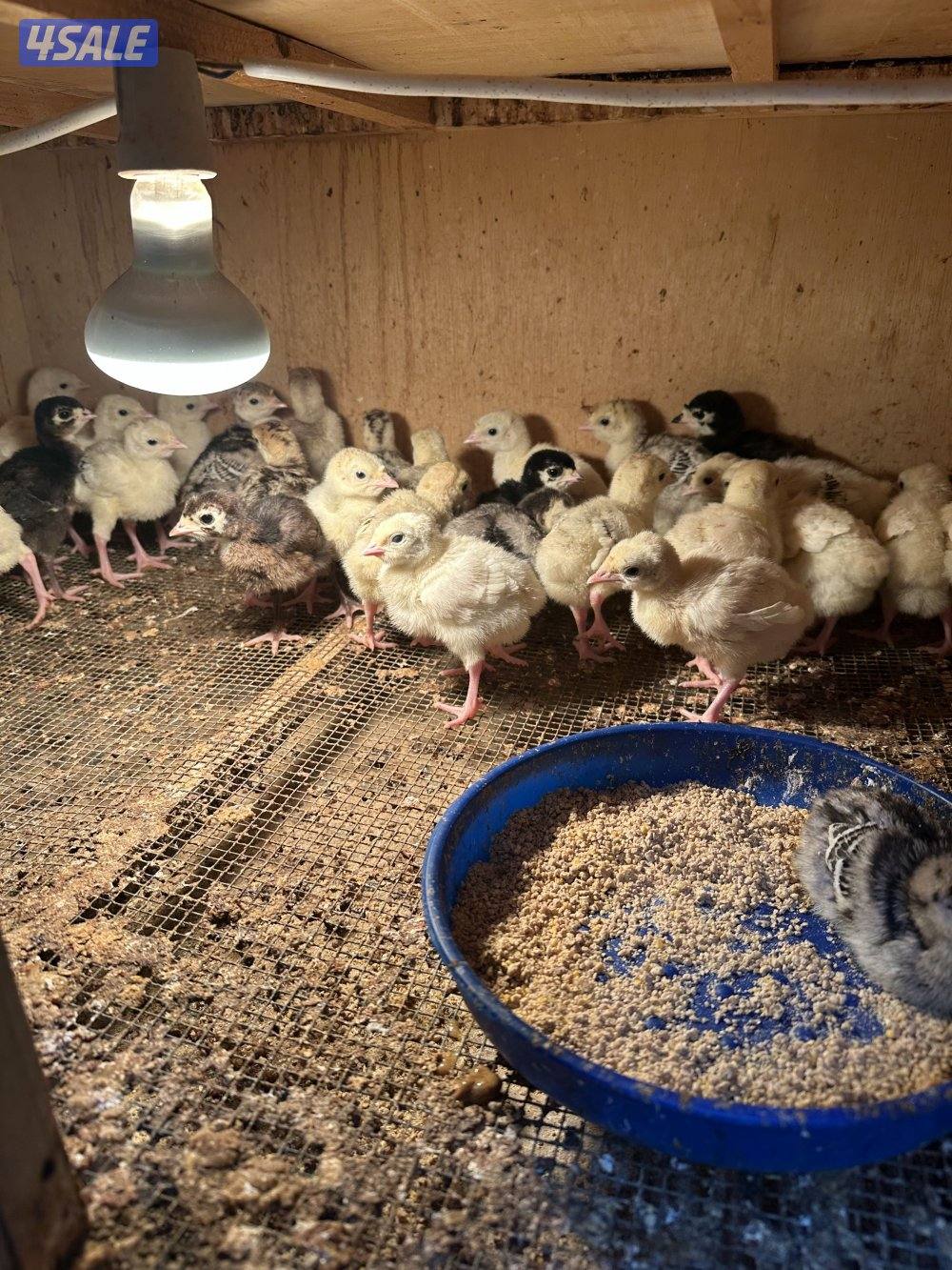 للبيع فروخ رومي1