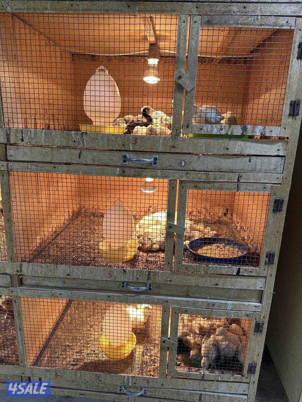 للبيع فروخ رومي2